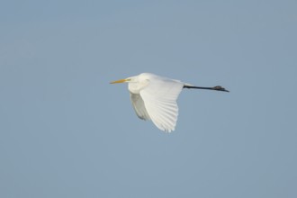 Great white egret (Ardea alba) adult heron bird in flight, England, United Kingdom