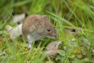 Field vole (Microtus agrestis) adult rodent mammal searching for food in grassland, England, United