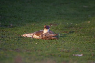 Stoat or Eurasian ermine (Mustela erminea) adult mustelid mammal with its prey for food of a rabbit