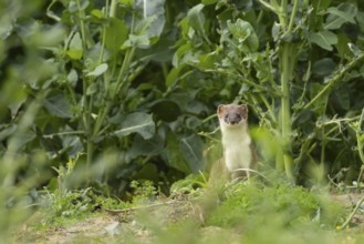 Stoat or Eurasian ermine (Mustela erminea) adult mustelid mammal in a farmland crop, England,