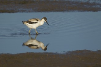 Pied avocet (Recurvirostra avosetta) juvenile baby wading bird in a shallow lagoon in summer, RSPB