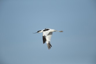 Pied avocet (Recurvirostra avosetta) adult wading bird in flight in summer, RSPB Titchwell nature