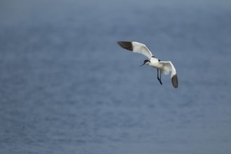 Pied avocet (Recurvirostra avosetta) adult wading bird in flight in spring, RSPB Minsmere nature