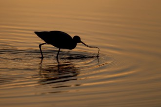 Pied avocet (Recurvirostra avosetta) adult wading bird feeding in a shallow lagoon silhouette at