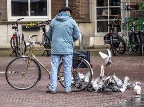 Man feeds pigeons, city pigeons, on the market square of Middelburg, Zeeland, the Netherlands,