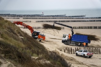 Coastal protection, work on strengthening the dunes with brushwood fences, which are attached to