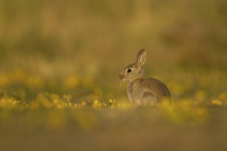 Rabbit (Oryctolagus cuniculus) juvenile baby wild bunny animal amongst yellow wildflowers in
