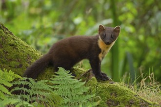 European pine marten (Martes martes) adult mustelid animal on a tree root in a woodland in summer,
