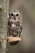 Tawny owl (Strix aluco) adult bird resting on a Bracket fungi on a Silver birch tree in a woodland