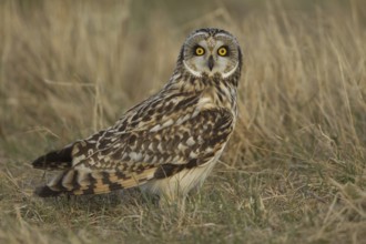 Short-eared owl (Asio flammeus) adult bird in grassland in winter, England, United Kingdom