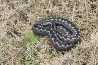 Common european adder or viper snake (Vipera berus) adult reptile basking on a Gorse bush in