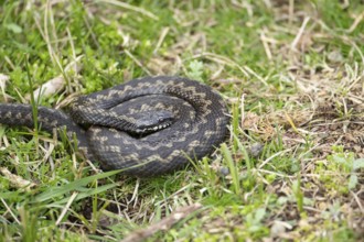 Common european adder or viper snake (Vipera berus) adult reptile basking or warming up in