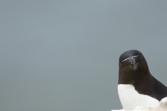 Razorbill (Alca torda) adult seabird bird head portrait, RSPB Bempton cliffs nature reserve,