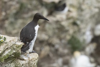 Guillemot (Uria aalge) adult seabird bird on a cliff ledge in summer, RSPB Bempton cliffs nature
