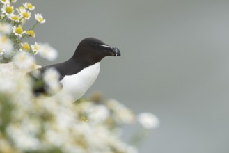 Razorbill (Alca torda) adult seabird bird on a cliff top amongst Mayweed flowers in summer, RSPB