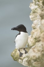 Razorbill (Alca torda) adult seabird bird standing on a cliff ledge, RSPB Bempton cliffs nature