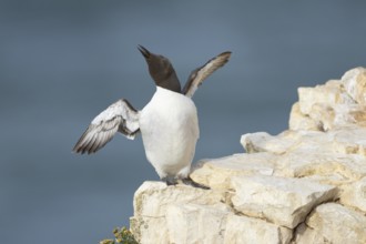 Guillemot (Uria aalge) adult seabird bird stretching its wings on a cliff ledge in summer, RSPB