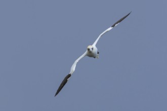 Northern gannet (Morus bassanus) adult seabird bird in flight in summer, RSPB Bempton cliffs nature