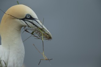 Northern gannet (Morus bassanus) adult seabird bird carrying nest material in its beak in summer,