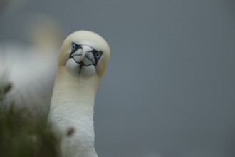 Northern gannet (Morus bassanus) adult seabird bird head portrait in summer, RSPB Bempton cliffs
