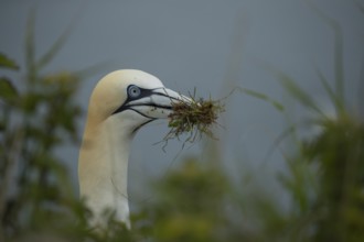 Northern gannet (Morus bassanus) adult seabird bird carrying grass for nest material in its beak in