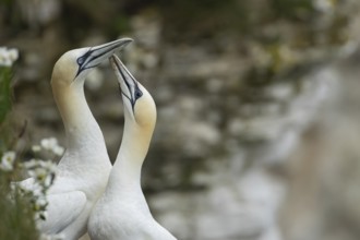 Northern gannet (Morus bassanus) two adult seabird birds performing their love courtship display,