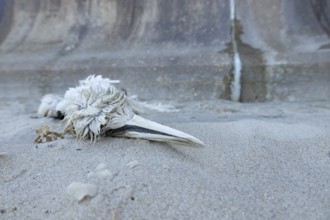 Northern gannet (Morus bassanus) adult seabird bird dead on a beach, England, United Kingdom