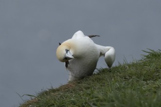 Northern gannet (Morus bassanus) adult seabird bird on a cliff top in summer, RSPB Bempton cliffs