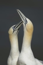 Northern gannet (Morus bassanus) two adult seabird birds performing their love courtship display,