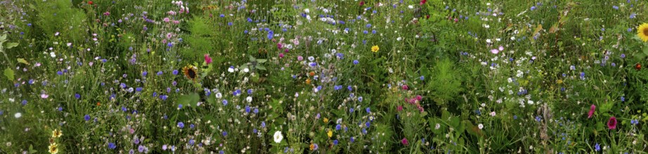 Vegetation, wildflowers, wildflower meadow, meadow, biodiversity, panorama, Rügen island, largest