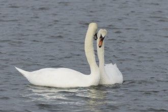 Mute swan (Cygnus olor) two adult birds performing their courtship love display on the water of a