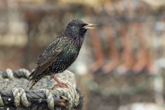 Common starling (Sturnus vulgaris) adult bird singing on fishing nets in a harbour in winter,