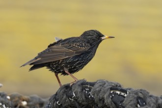 Common starling (Sturnus vulgaris) adult bird on fishing nets in a harbour in winter, England,