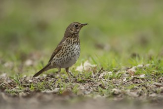 Song thrush (Turdus philomelos) adult bird searching for food in a woodland, England, United