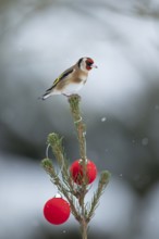 European goldfinch (Carduelis carduelis) adult garden bird on a snow covered Christmas spruce tree