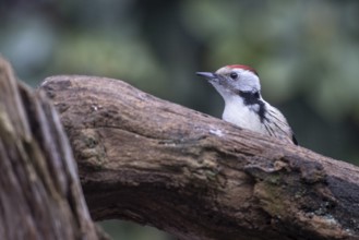 Middle Spotted Woodpecker (Leiopicus medius), Emsland, Lower Saxony, Germany