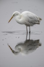 Great White Egret (Ardea alba), Emsland, Lower Saxony, Germany