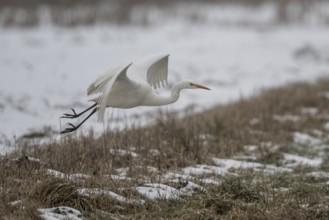 Great White Egret (Ardea alba), Emsland, Lower Saxony, Germany