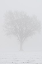 English oaks (Quercus robur) in fog, Emsland, Lower Saxony, Germany