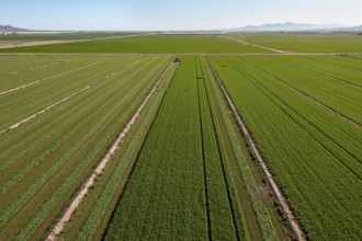 Buckeye, Arizona - Alfalfa growing on a farm in the Arizona desert. Alfalfa uses a lot of water,