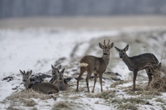 Roe deer (Capreolus capreolus), Emsland, Lower Saxony, Germany
