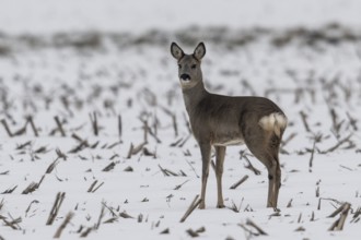 Roe deer (Capreolus capreolus), Emsland, Lower Saxony, Germany