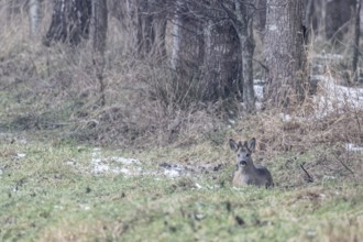 Roebuck (Capreolus capreolus), Emsland, Lower Saxony, Germany