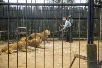 Lion tamer, trainer, zoo keeper inside cage with lions using sticks to control the animals, South