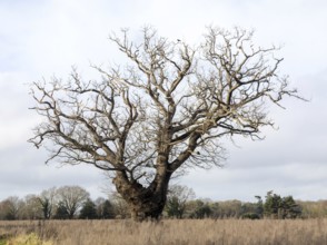 Single leafless oak tree in winter standing in field against grey overcast sky, Martlesham Wilds,