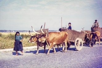 Barefooted woman walking with traditional ox carts in rural area, Portugal, Europe 1968