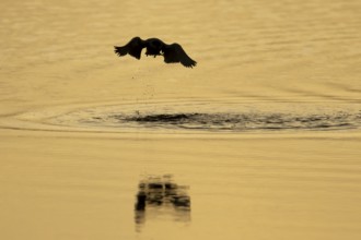 Common tern (Sterna hirundo) adult bird taking off in flight from the water surface of a lake at