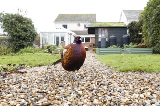 Common pheasant (Phasianus colchicus) adult male game bird on a garden path with a house in the