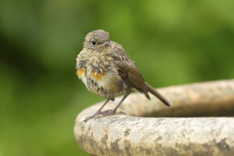 European robin (Erithacus rubecula) juvenile baby fledgling garden bird on a bird bath in summer,