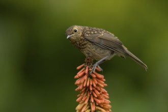 European robin (Erithacus rubecula) juvenile baby fledgling garden bird on a Red hot poker flower